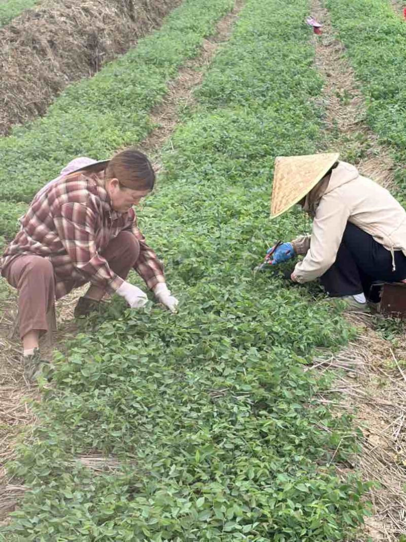 当年榉树小苗基地直发