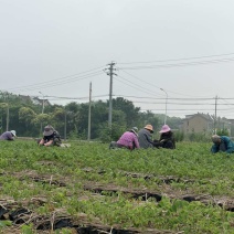 当年榉树小苗基地直发