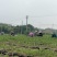 当年榉树小苗基地直发