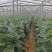 河北石家庄冷棚黄瓜，量大持续供应