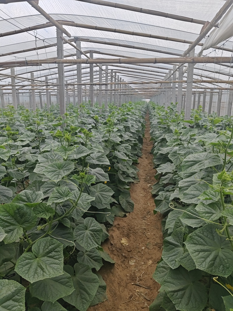 河北石家庄冷棚黄瓜，量大持续供应