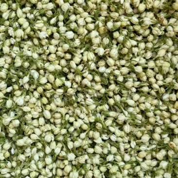 茉莉花茶