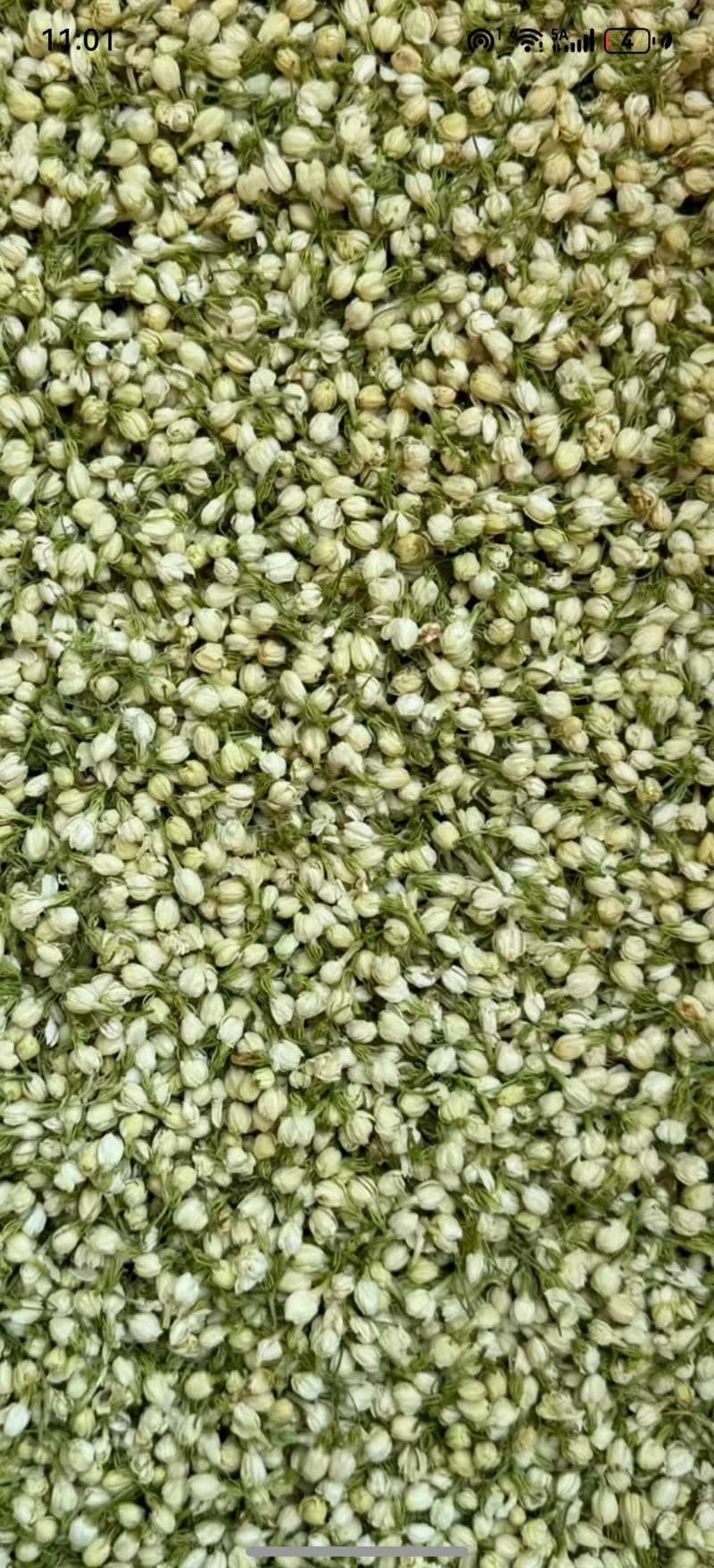 茉莉花茶