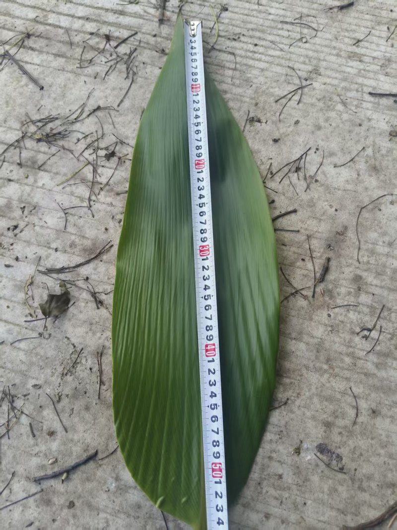 新鲜棕叶现货
