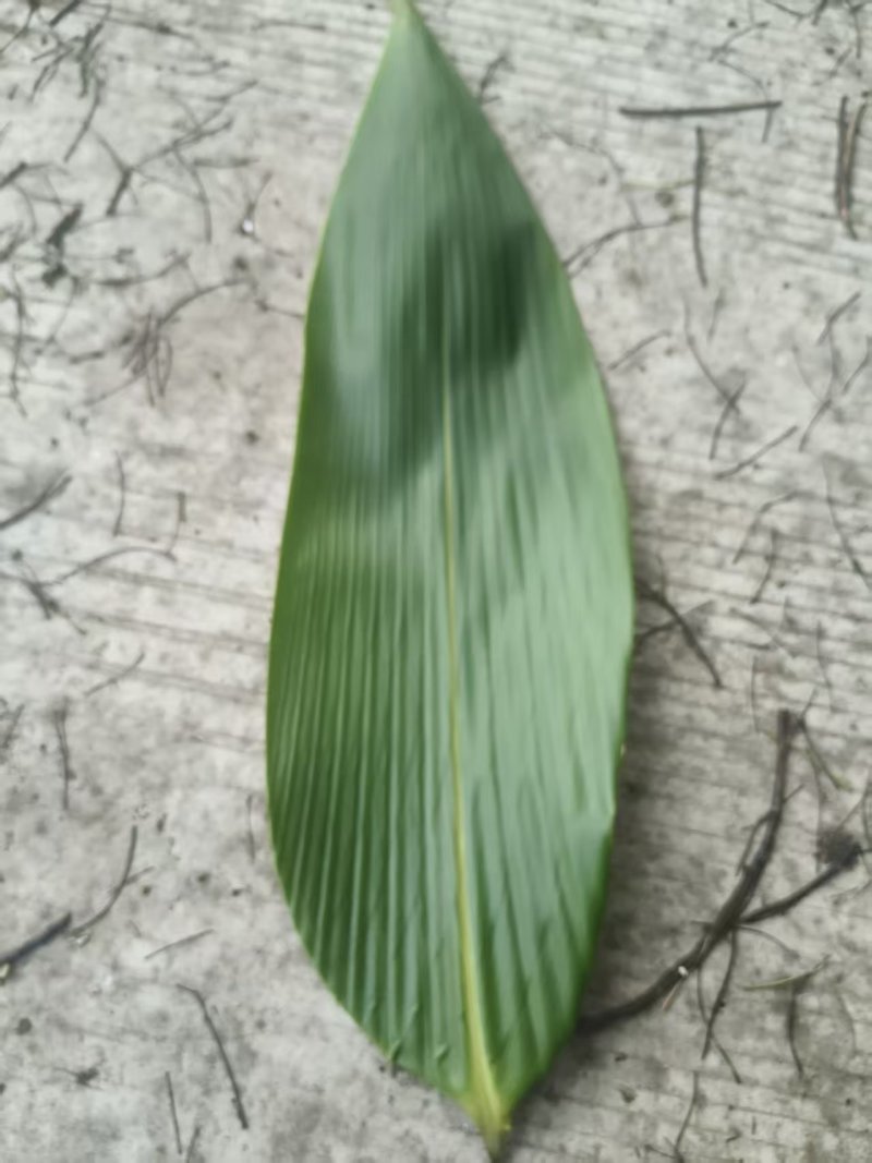 新鲜棕叶现货