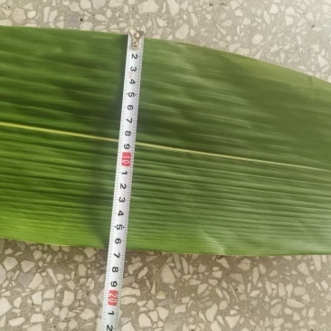 新鲜棕叶现货