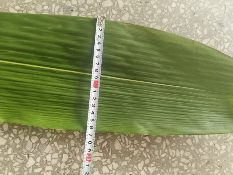 新鲜棕叶现货