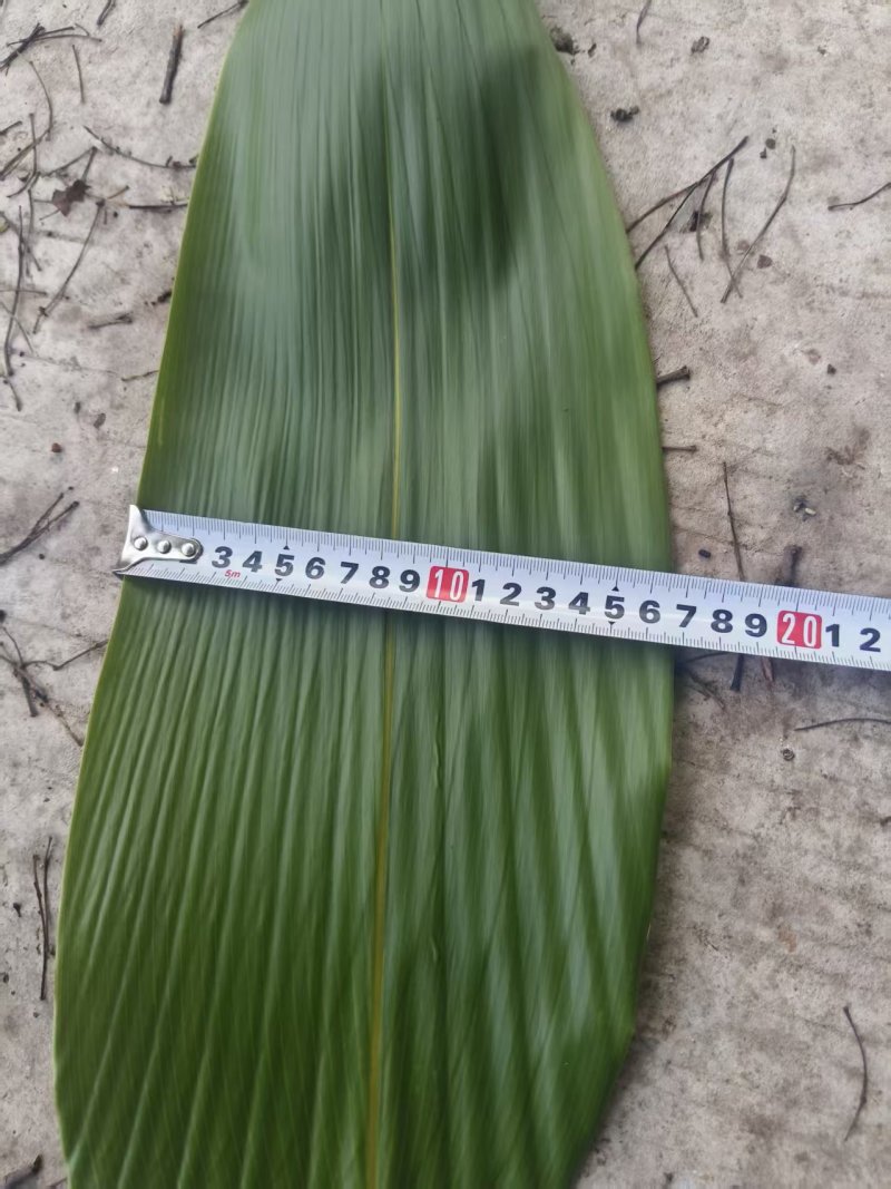 新鲜棕叶现货