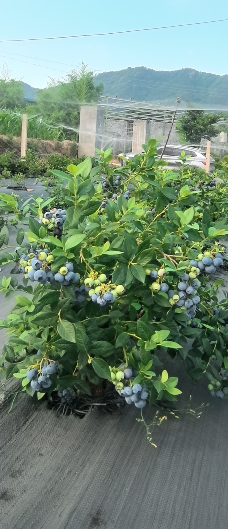 蓝莓5露天大树，收完果卖树，几千棵，量大更优惠