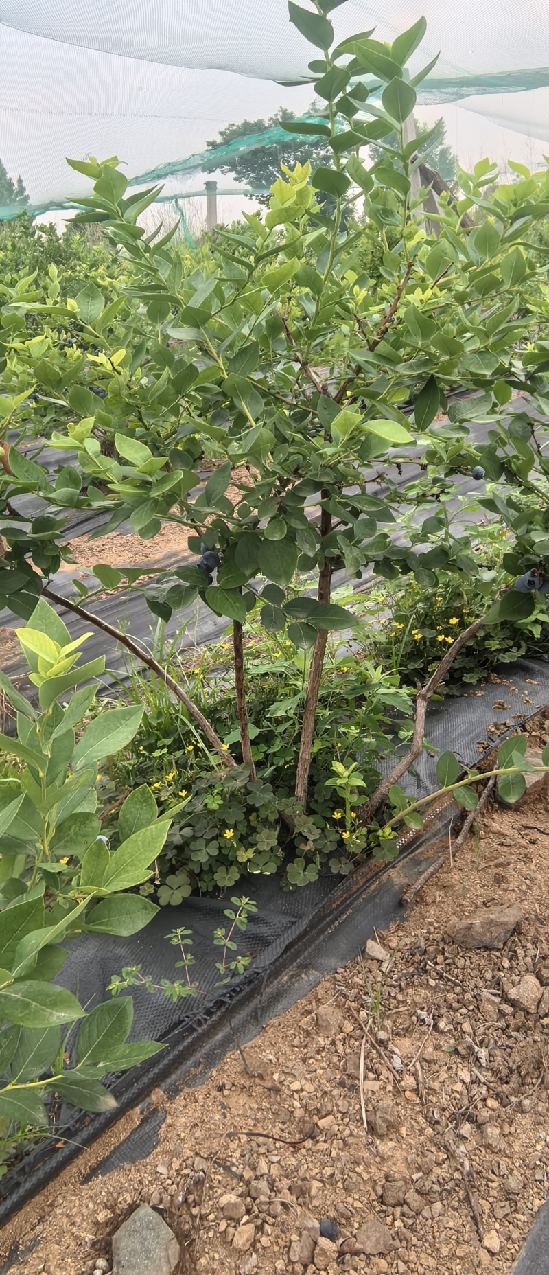 蓝莓5露天大树，收完果卖树，几千棵，量大更优惠