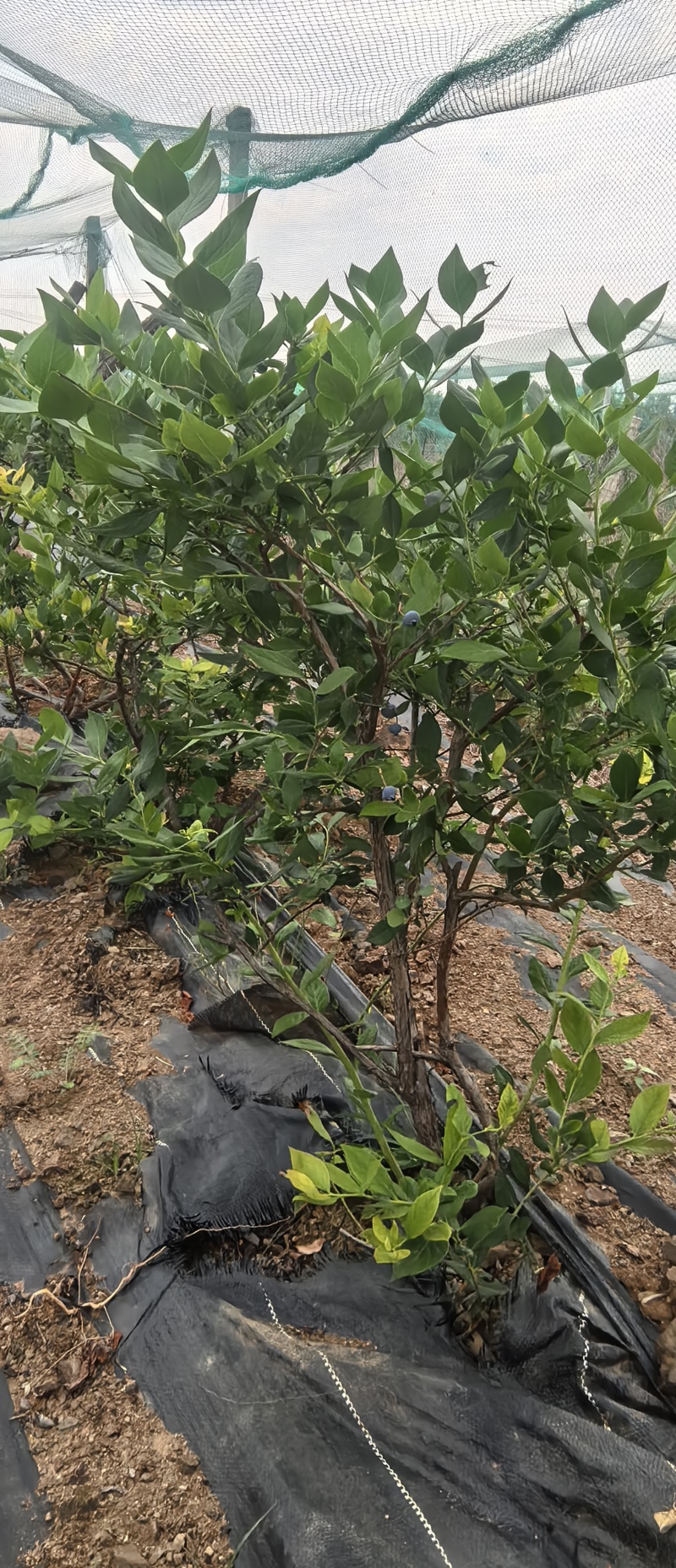 蓝莓5露天大树，收完果卖树，几千棵，量大更优惠