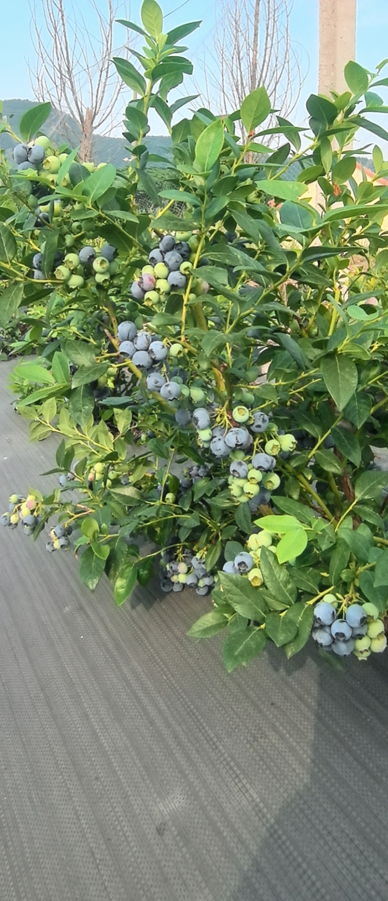 地栽蓝莓4年露天大树