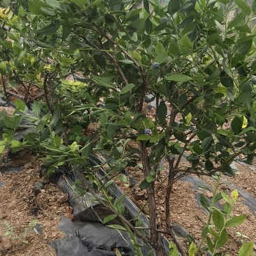 地栽蓝莓4年露天大树