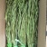 贡菜干；三级贡菜；云南高山贡菜网店通用贡菜；一手货源批发商
