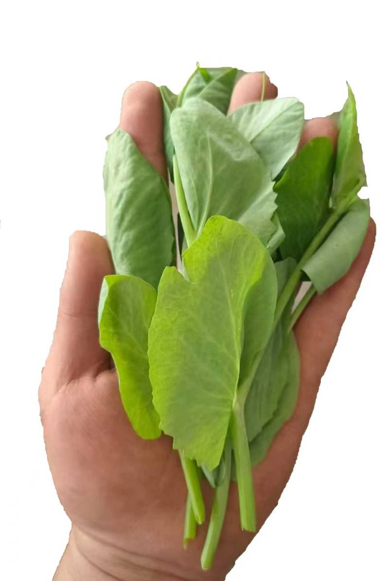 精品高山豌豆尖