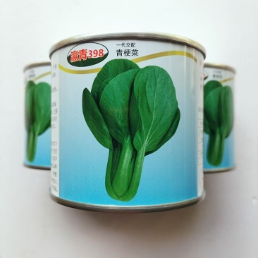青梗菜种子瀛青398青菜种籽耐热耐湿菜园阳台四季小青菜蔬菜种