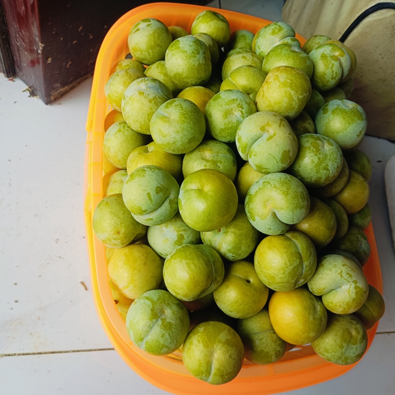 正宗六马蜂糖李