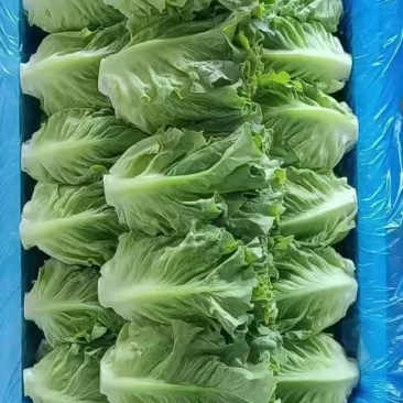意大利生菜