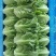 意大利生菜