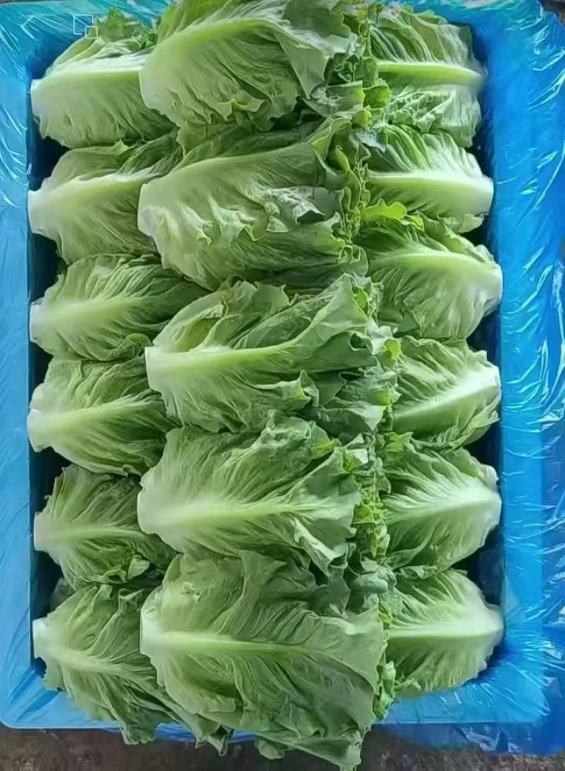 意大利生菜