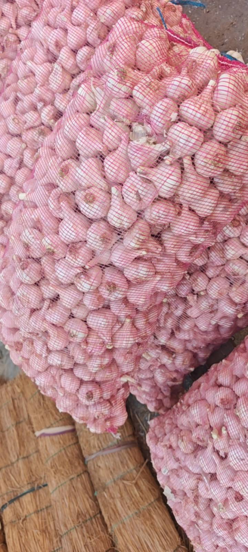 山东苍山干大蒜通货精品蒜10000斤整车发货