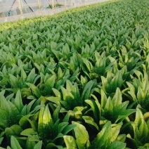 油麦菜
