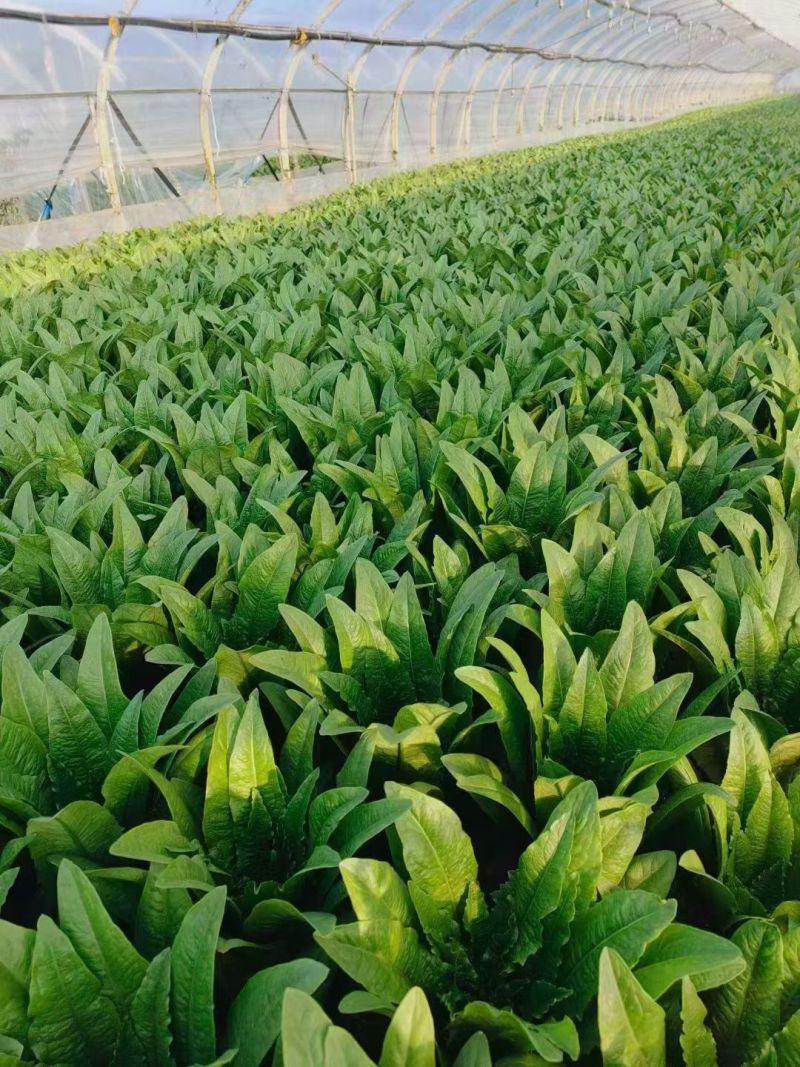 油麦菜