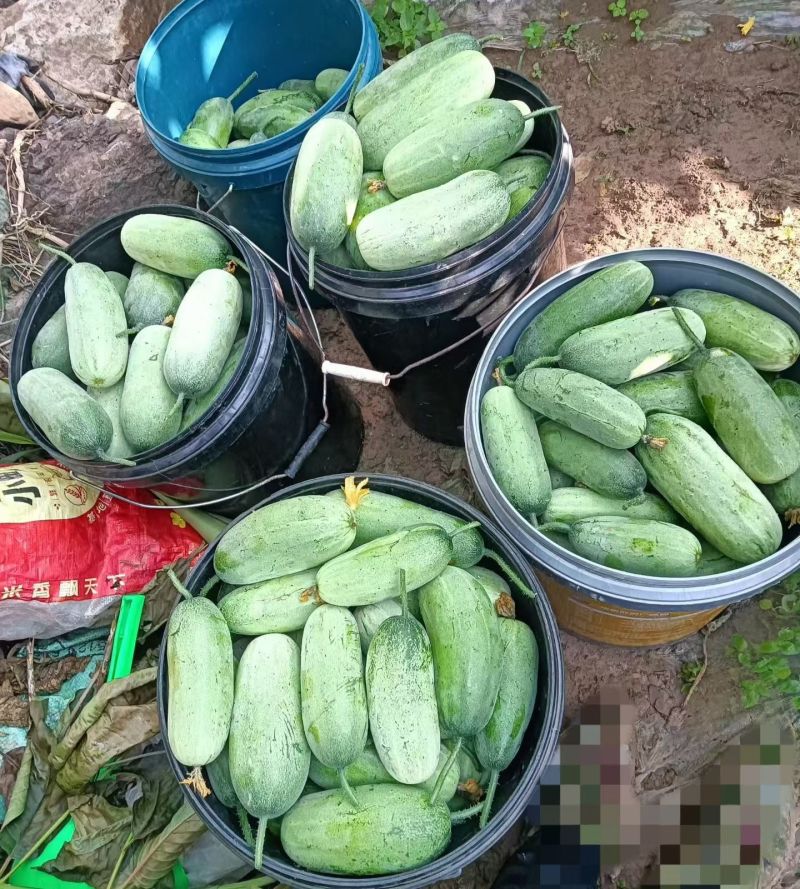 云南老品种山黄瓜需要的抓紧下单