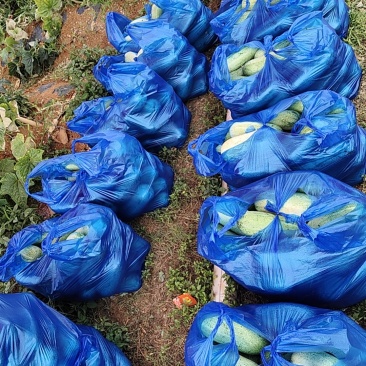 云南老品种山黄瓜需要的抓紧下单
