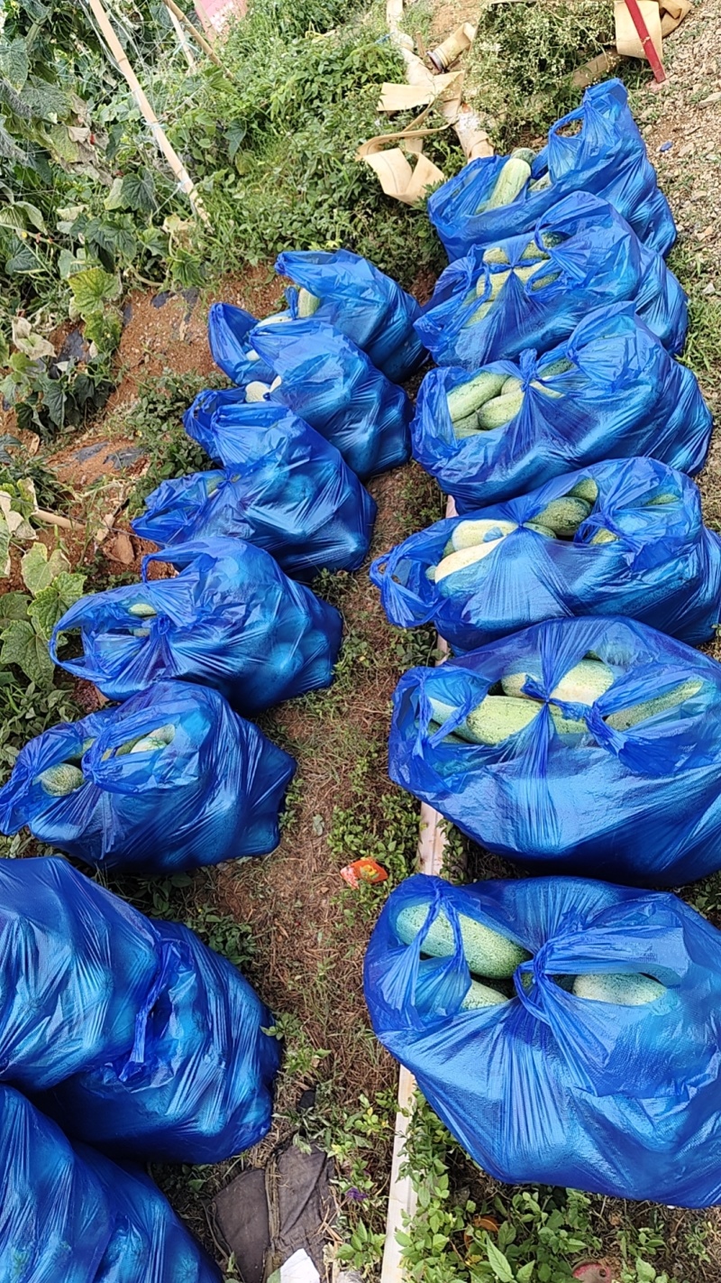云南老品种山黄瓜需要的抓紧下单