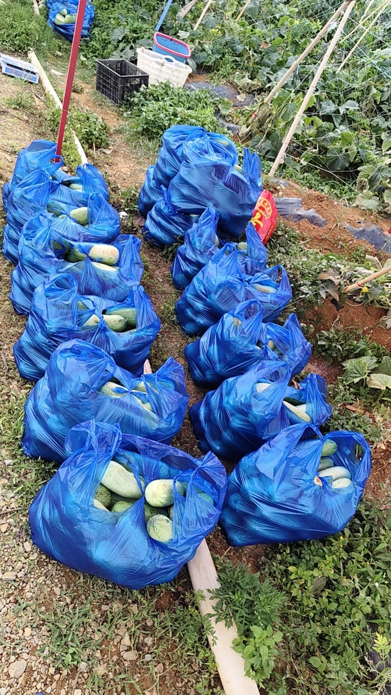 云南老品种山黄瓜需要的抓紧下单