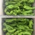 芜湖椒