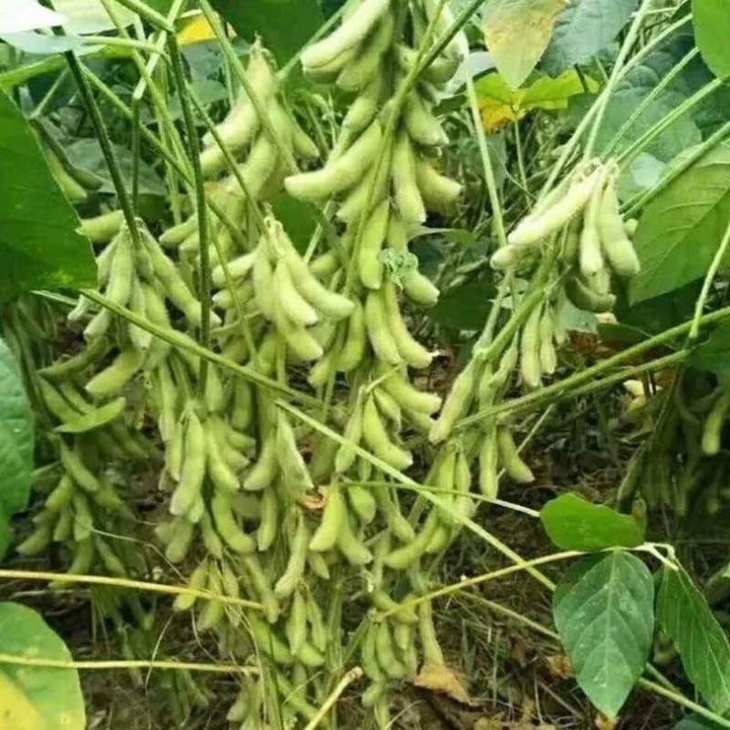 特早48毛豆种子早熟高产抗病菜用青豆菜种子春季蔬菜种子大豆种