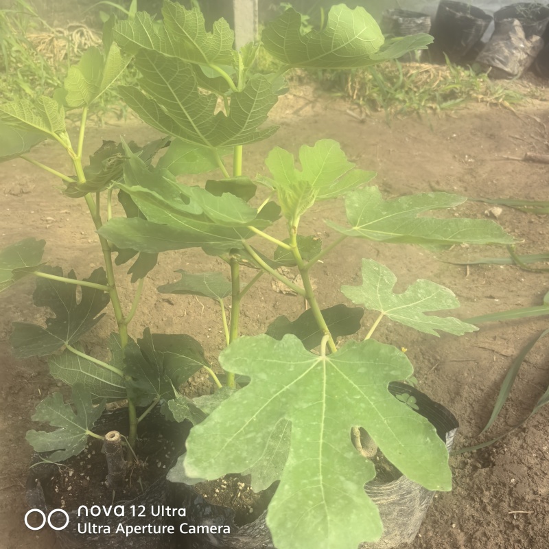 无花果杯苗波姬红
