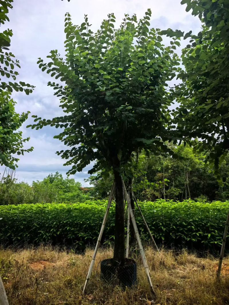 宫粉紫荆20分，低价出售