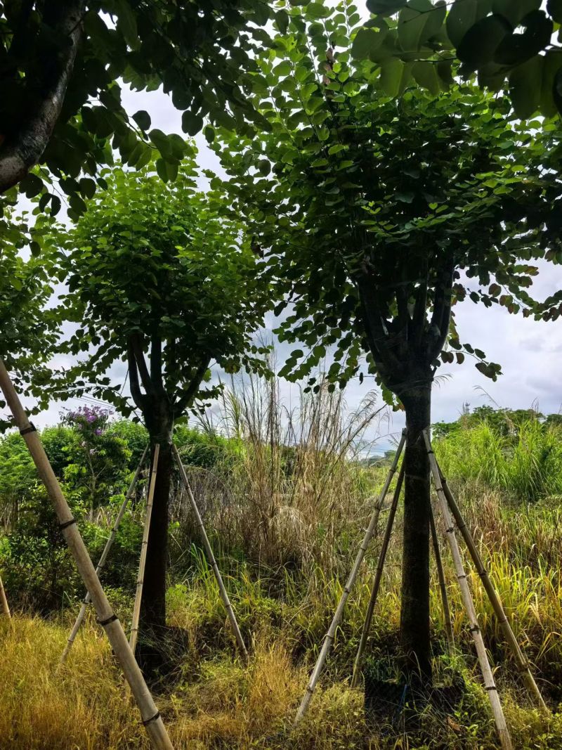 宫粉紫荆20分，低价出售