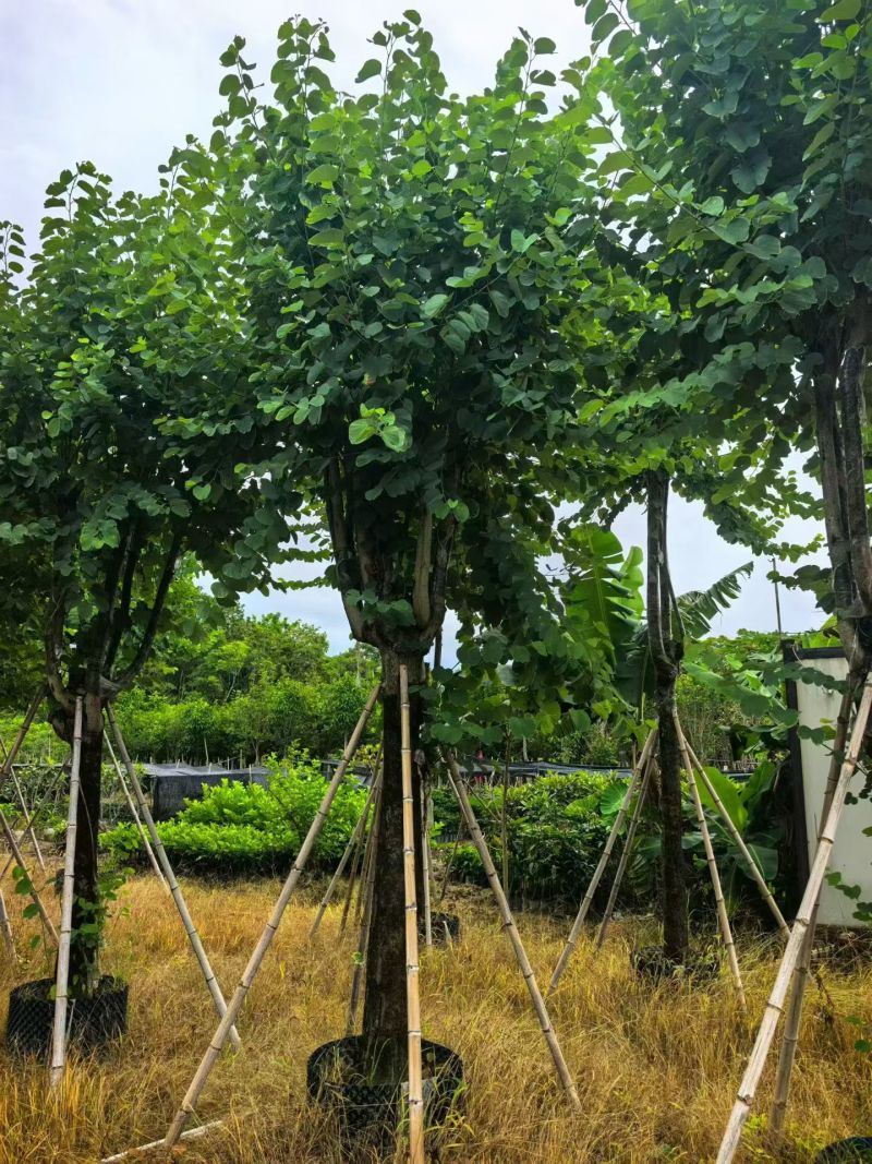 宫粉紫荆20分，低价出售