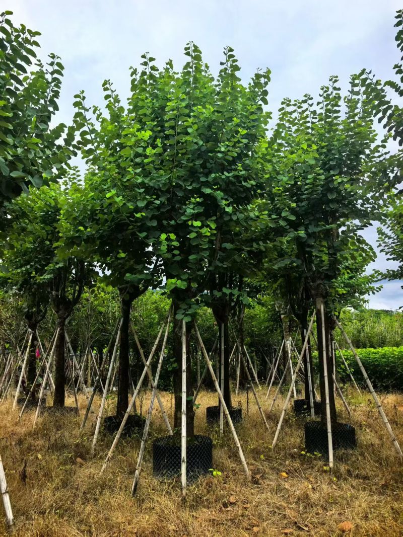宫粉紫荆20分，低价出售