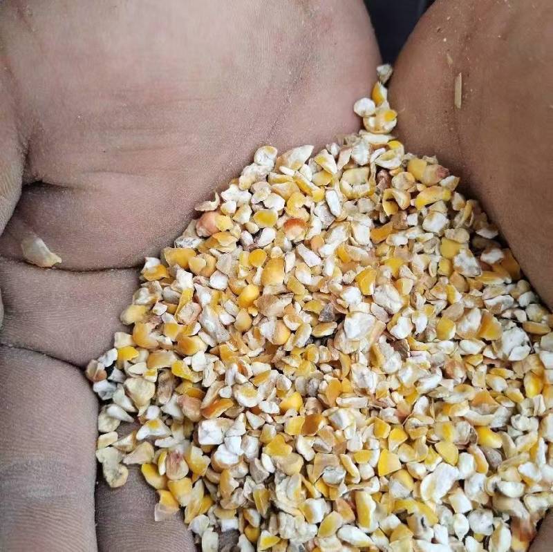 碎玉米，净粮碎玉米，养殖专用