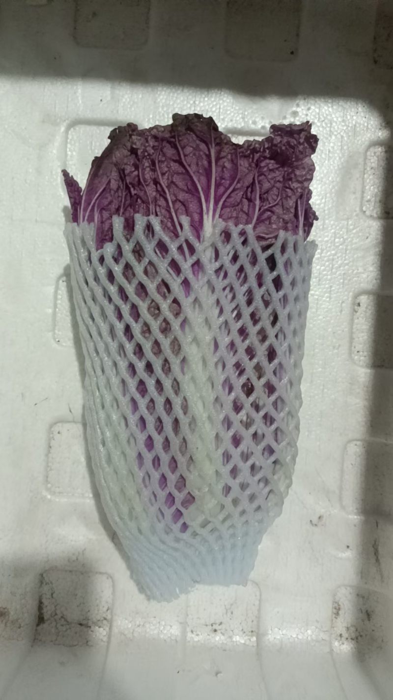 紫白菜