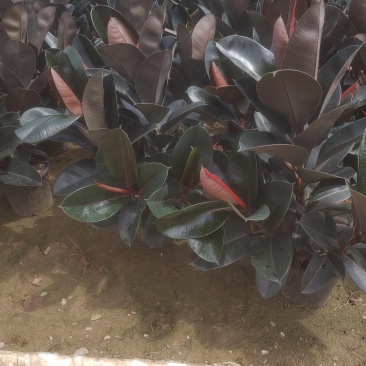 网红黑金刚绿植