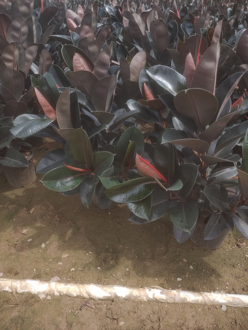 网红黑金刚绿植