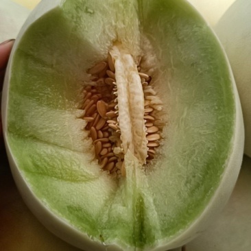 玉菇甜瓜