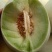 玉菇甜瓜