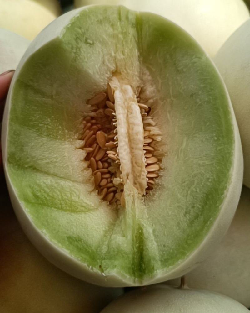 玉菇甜瓜