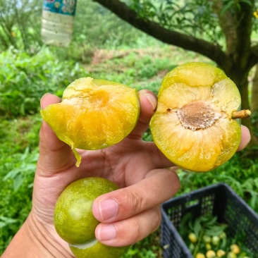 蜂糖李大量上市了xy需要的老板们速度