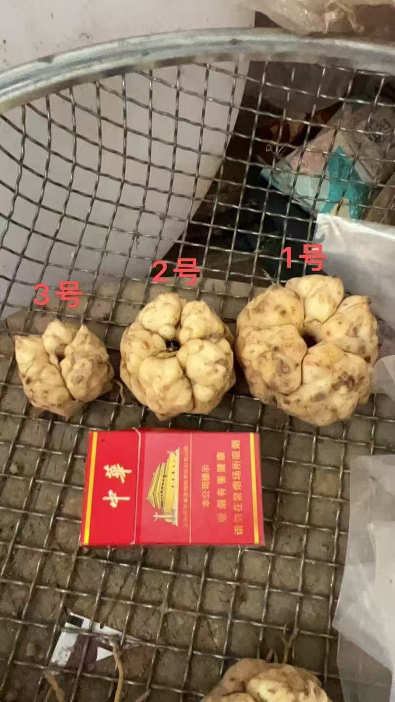 龙山卷丹百合种，基地直发，