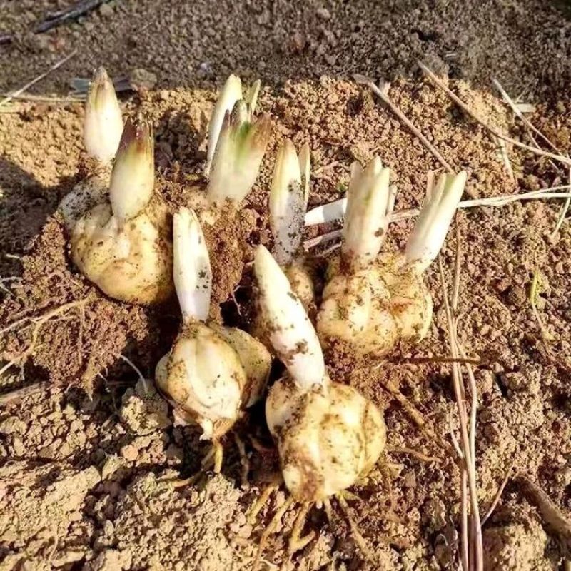 龙山卷丹百合种，基地直发，