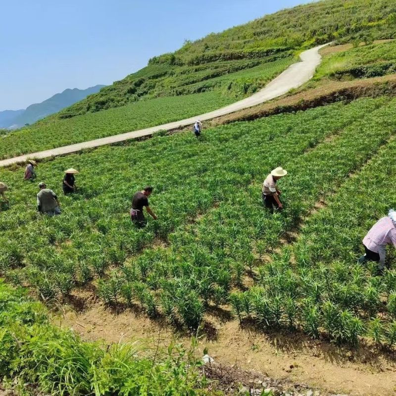 龙山卷丹百合种，基地直发，