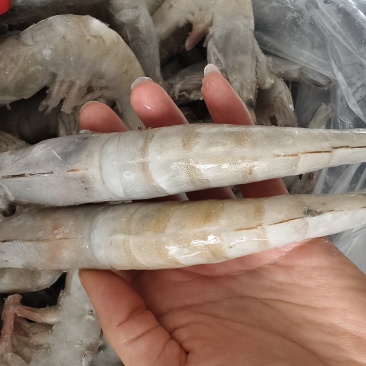 开背虾/各规格/厂家直销